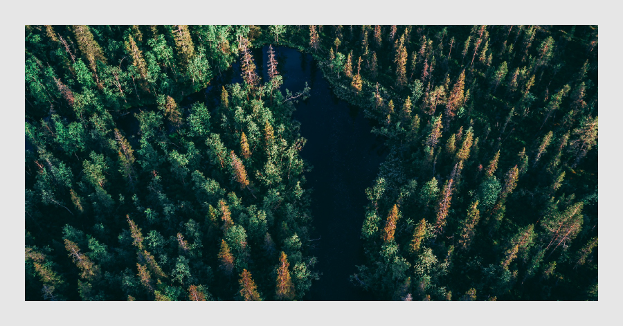 Fotografía cenital de un bosque