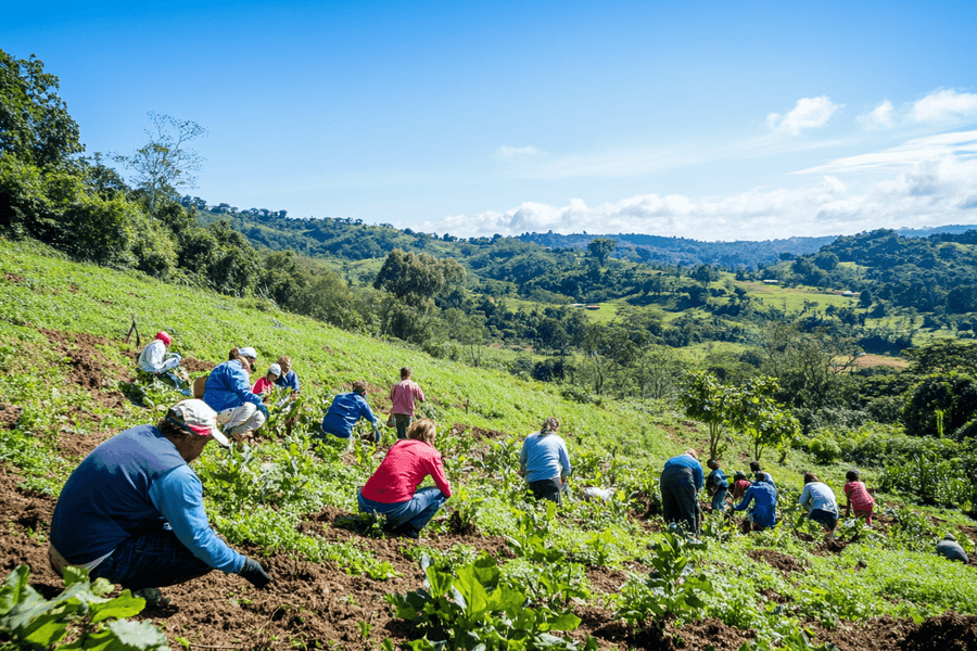 Con el fin de la COP16, se necesita urgentemente financiación para proteger la naturaleza. Los mercados voluntarios de carbono pueden potenciar la biodiversidad.