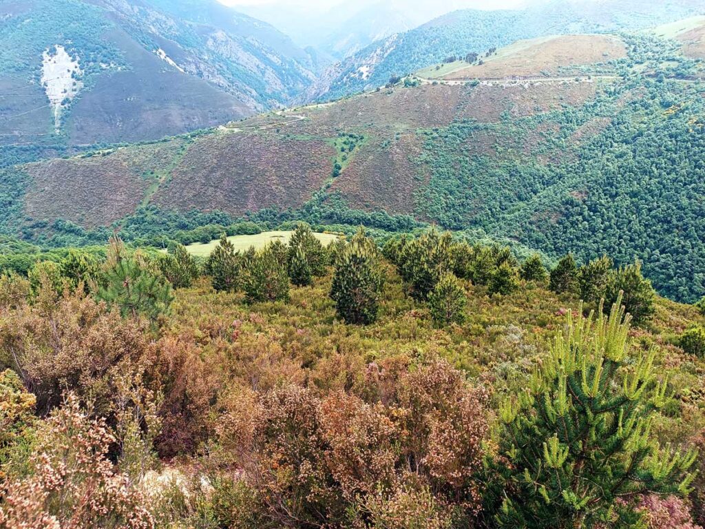 Vista sobre el terreno de los árboles reforestados en Villaoril, Asturias