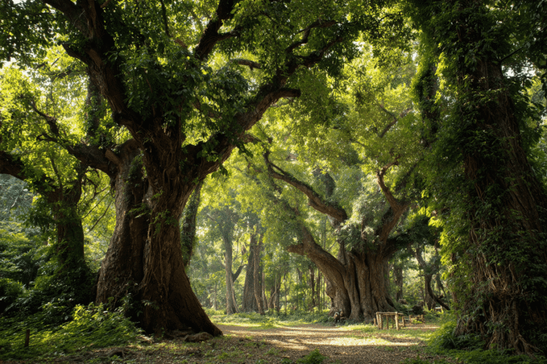 Los bosques viejos evocan distintas imágenes: árboles grandes o muertos, diversidad y biodiversidad. No hay una definición única, pero su conservación es crucial.