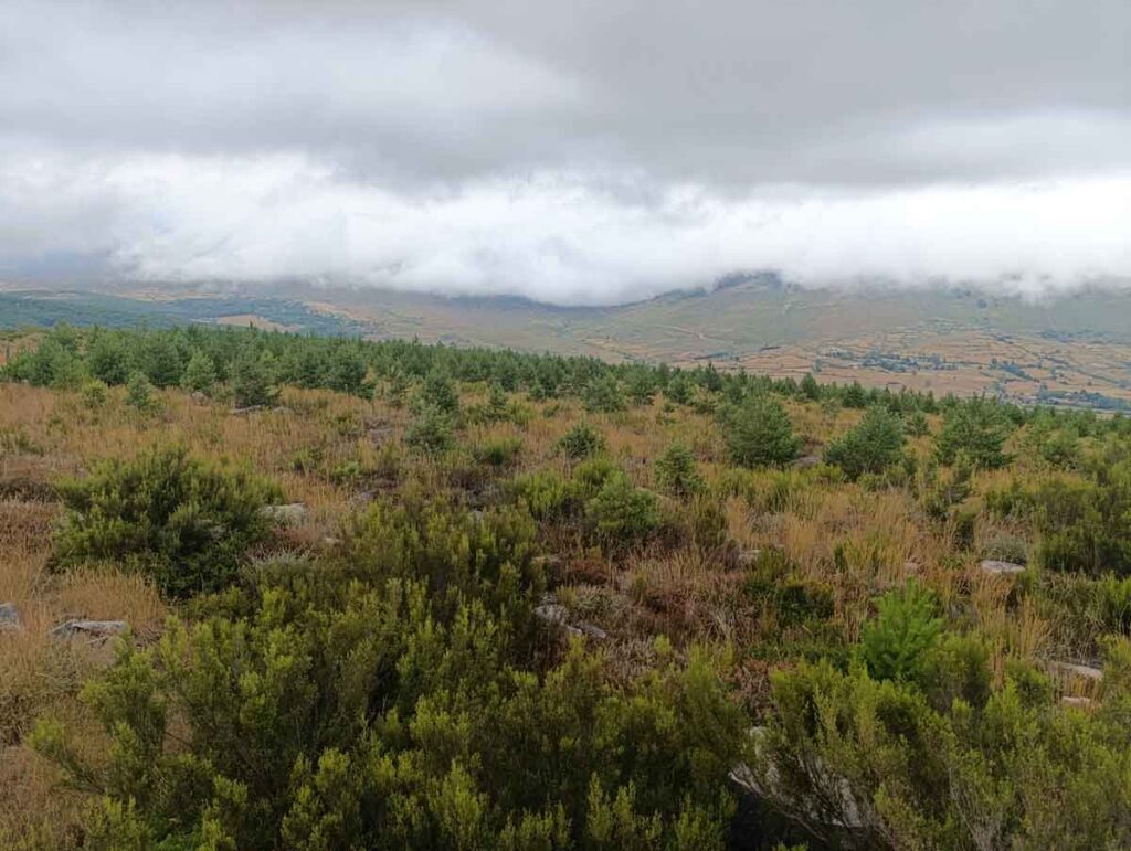 Árboles creciendo en Mata de Hoz, proyecto de carbono en Cantabria
