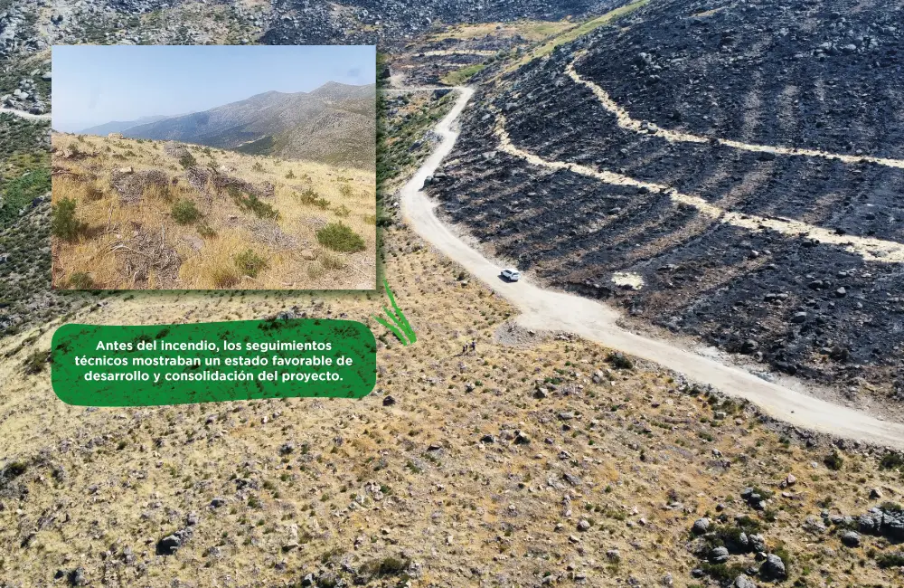 Foto montaje explicativo.  La imagen principal muestra el contraste entre las superficies quemadas y no quemadas. La fotografía insertada recoge el estado favorable de desarrollo y consolidación que presentaba el proyecto antes del incendio, según los seguimientos técnicos realizados. Puede apreciarse cómo las infraestructuras creadas evitaron una mayor propagación.