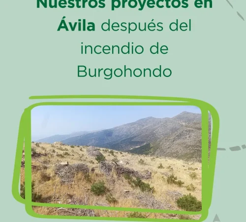 Bosques Sostenibles Proyectos en Avila tras incendio Burgohondo 2026