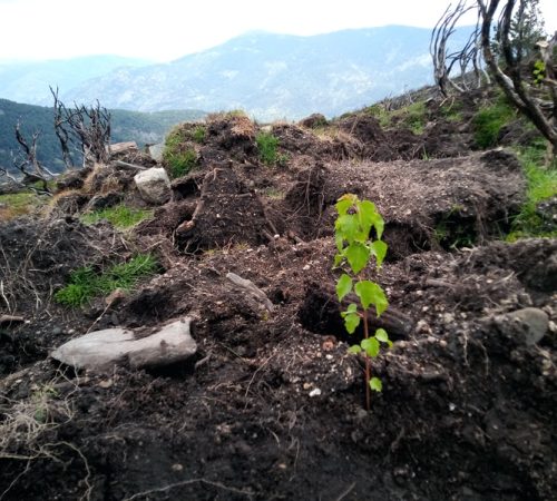 Destino-protector-del-árbol-Bosques-Sostenibles-Reforestación-en-España-y-Portugal