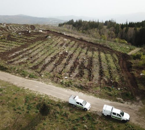Reforestación-de-la-Península-Ibérica-Portugal-Bosques-Sostenibles-España-5